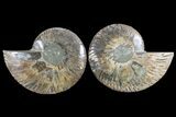 Cut & Polished Ammonite Fossil - Agatized #85222-1